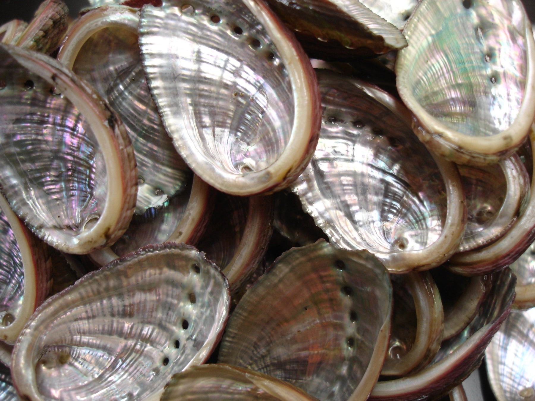 Raw farmed abalone shells