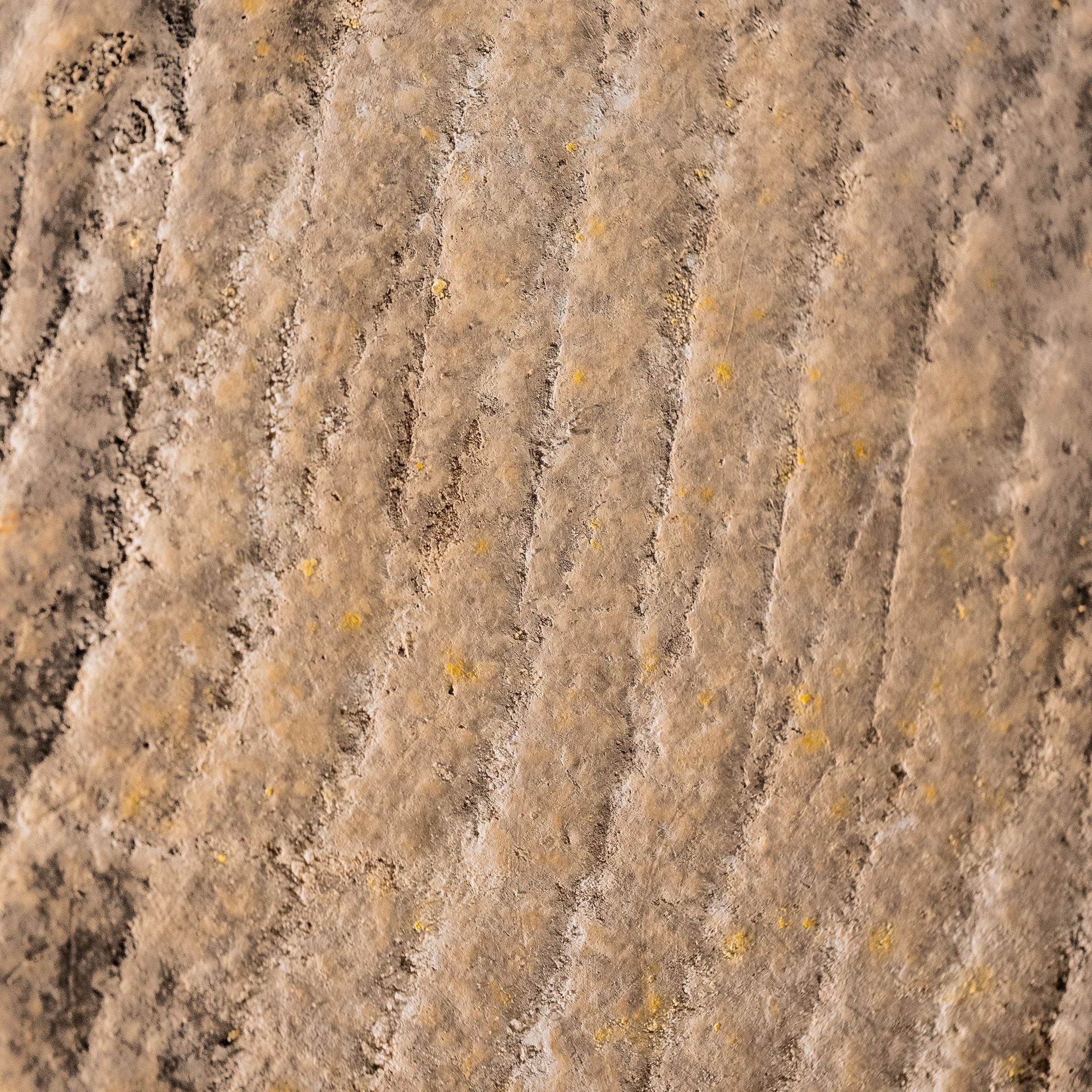 Tomme from the Pyrenees