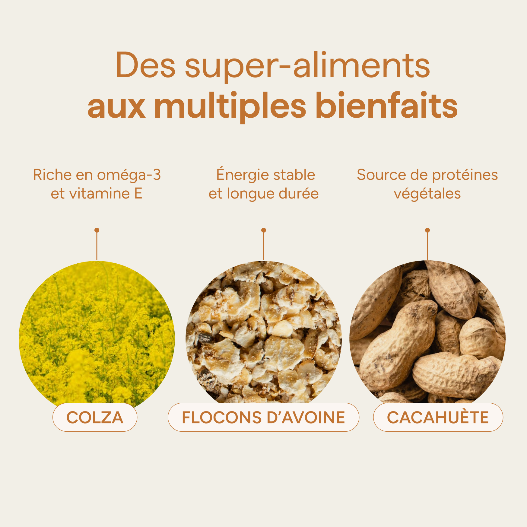 Ingrédients du granola beurre de cacahuète et leurs qualités : colza, flocons d'avoine et cacahuète
