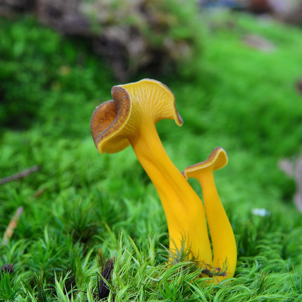 Mountain Eel