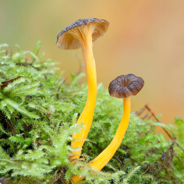 Mountain Eel
