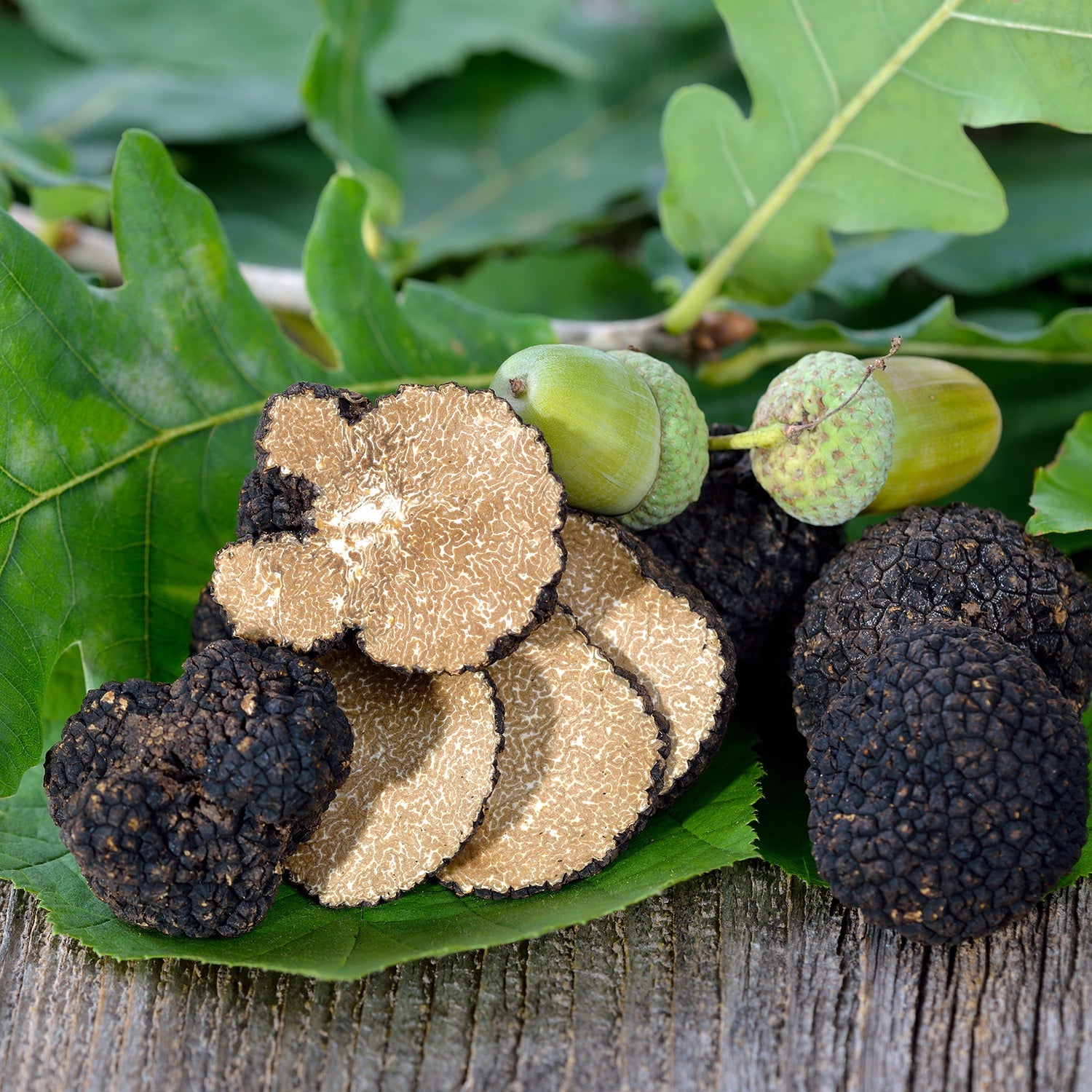 Autumn Truffle (Tuber Uncinatum)