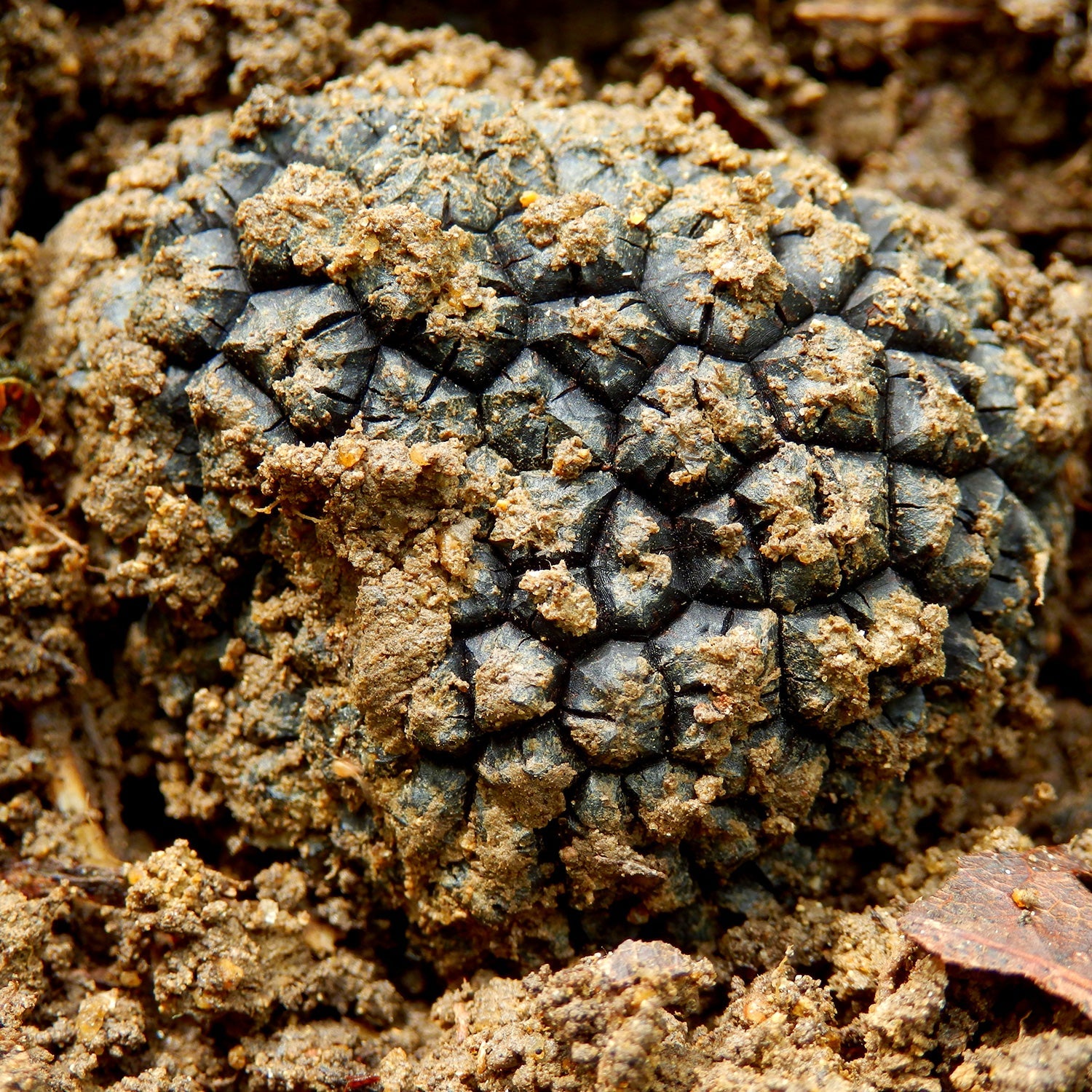 Autumn Truffle (Tuber Uncinatum)