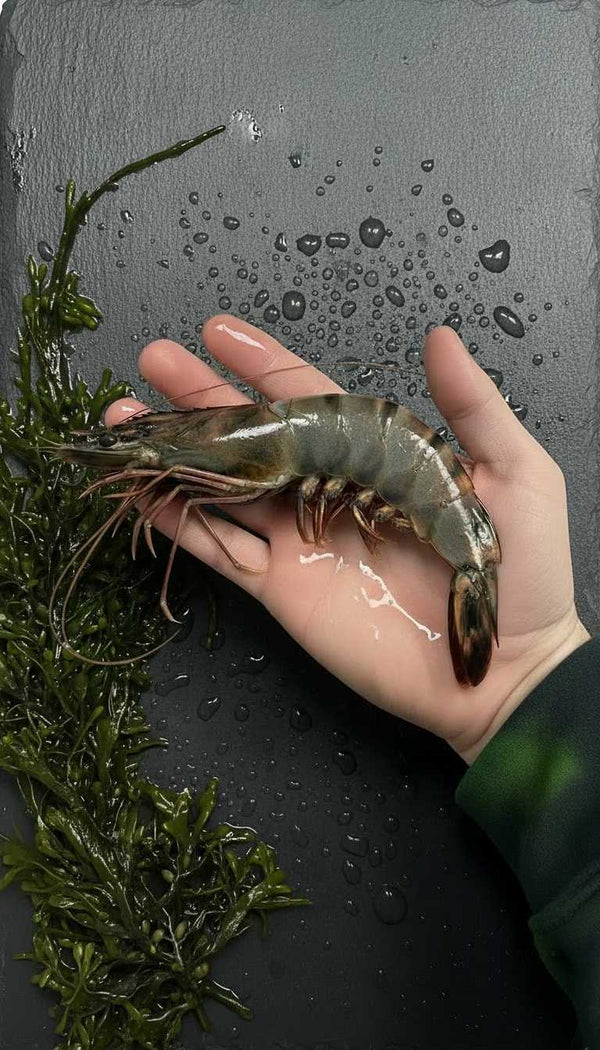 Langostino jumbo - Marisco Rías Baixas