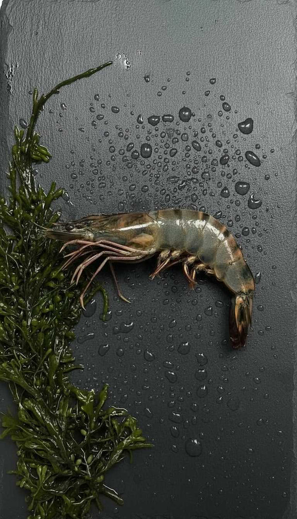 Langostino jumbo - Marisco Rías Baixas