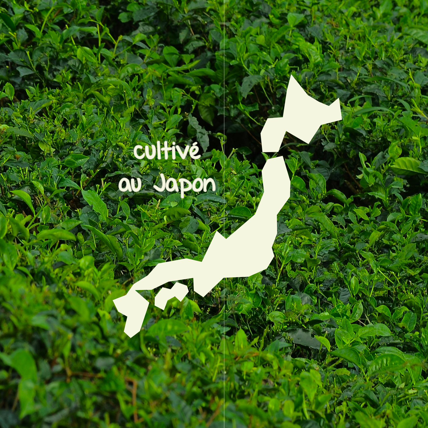 Matcha cultivé au Japon