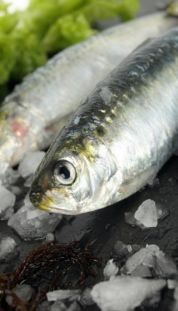 Sardinas - Marisco Rías Baixas