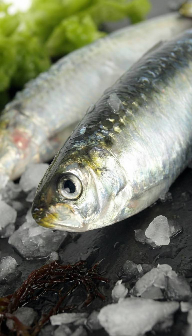 Sardinas - Marisco Rías Baixas