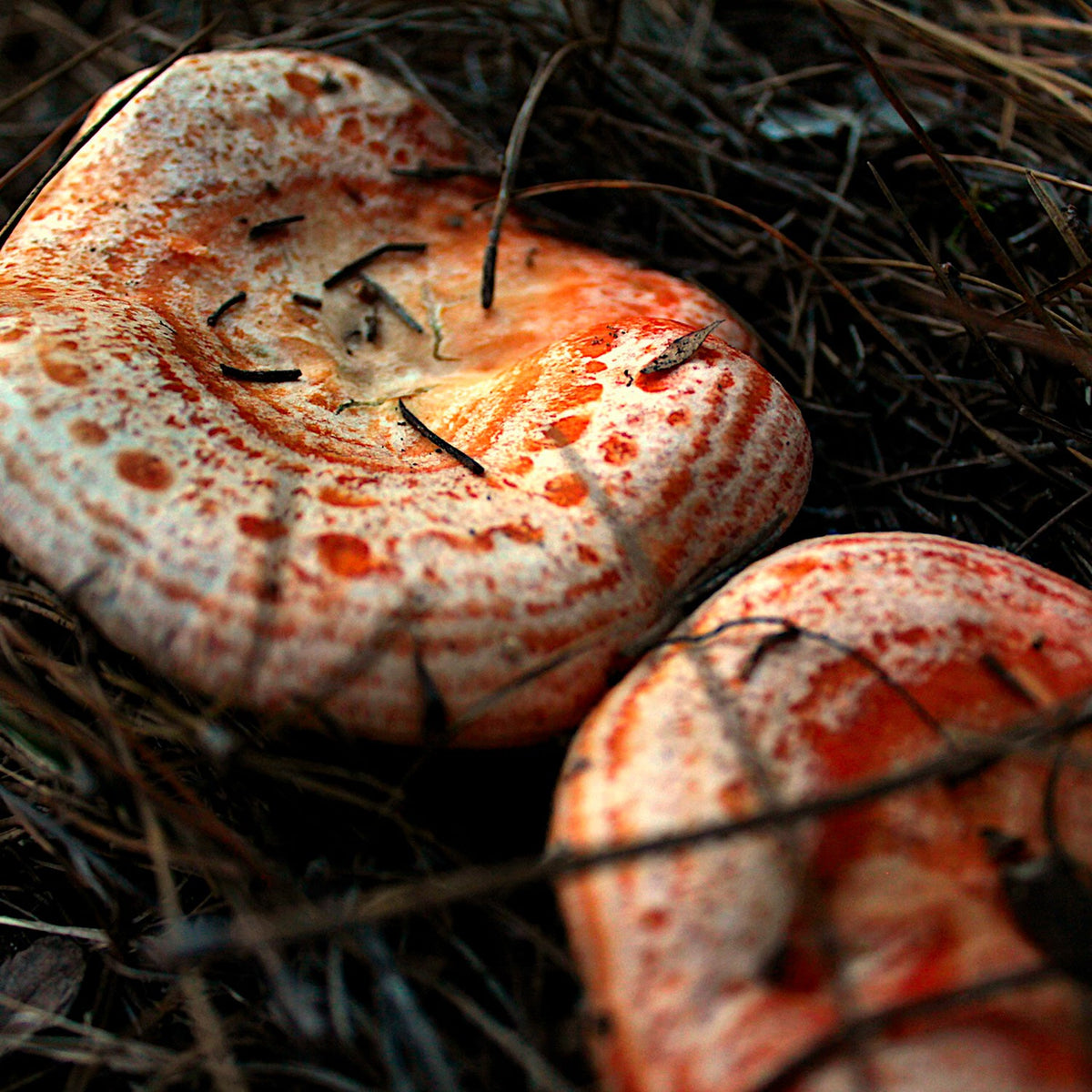 Chanterelle