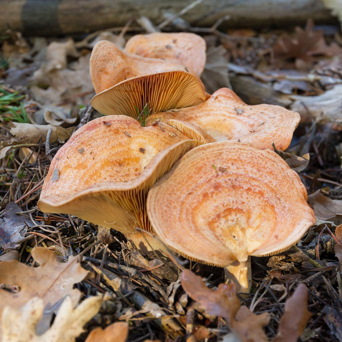 Chanterelle