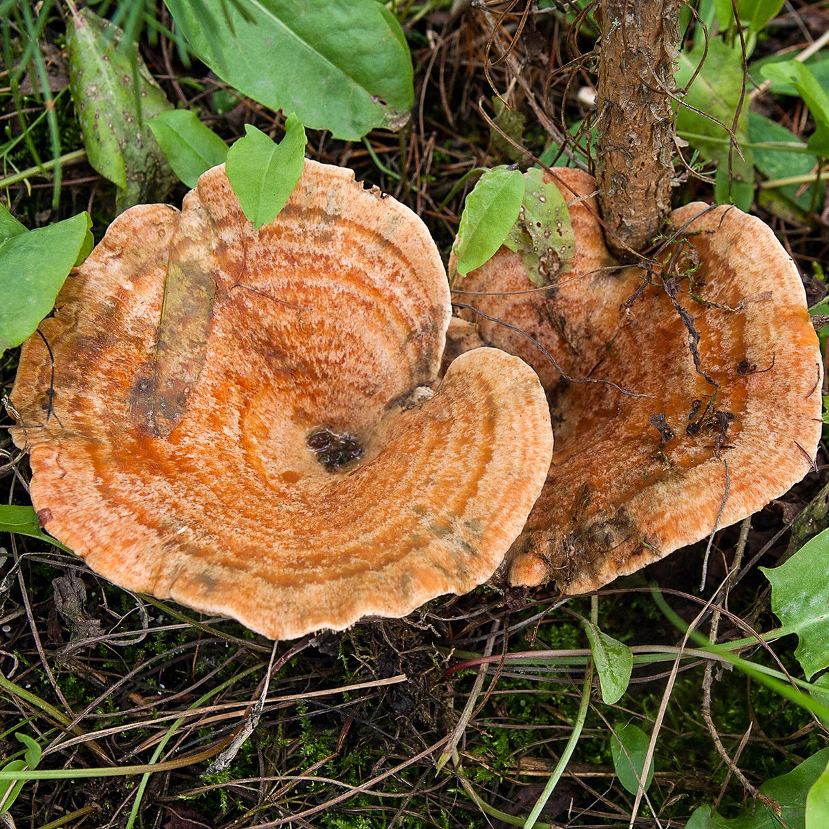 Chanterelle