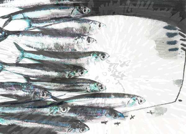 Anchovies