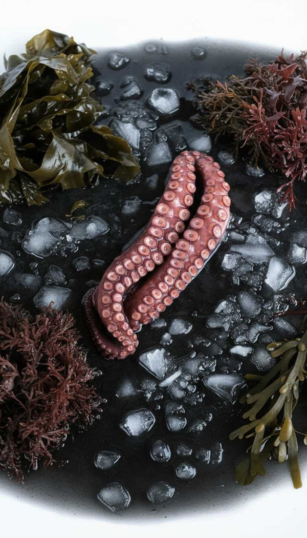 Pulpo - Marisco Rías Baixas