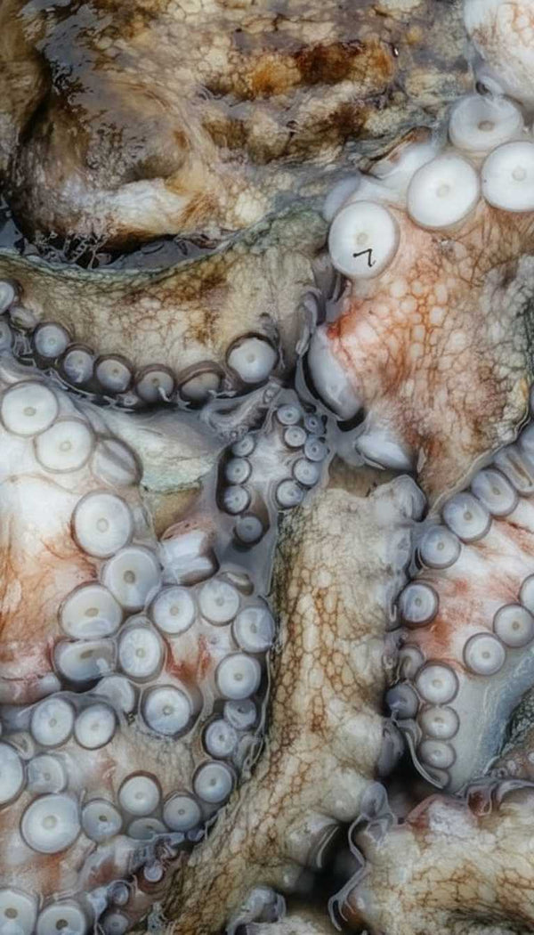 Pulpo de la ría - Marisco Rías Baixas