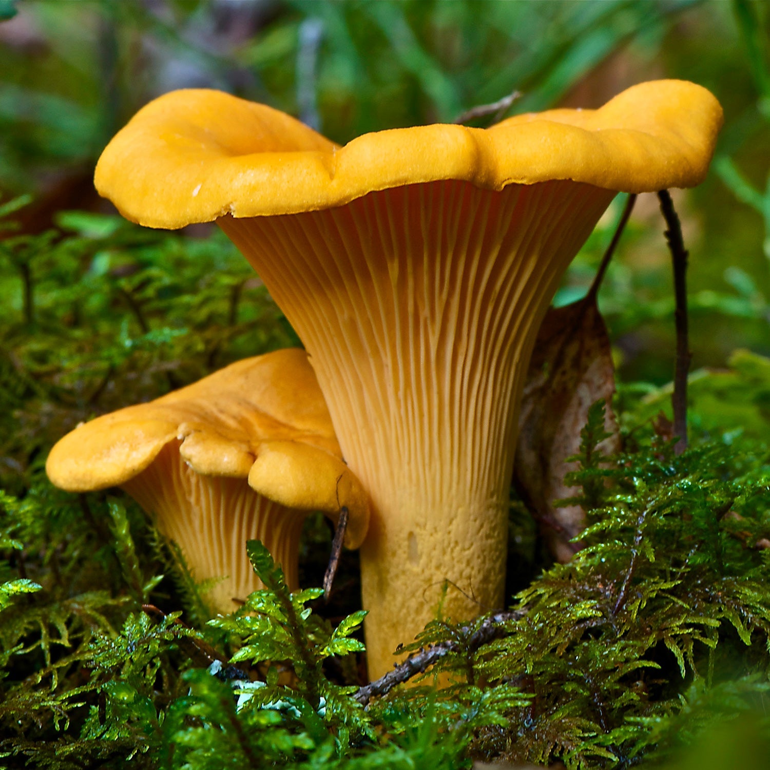Chanterelle