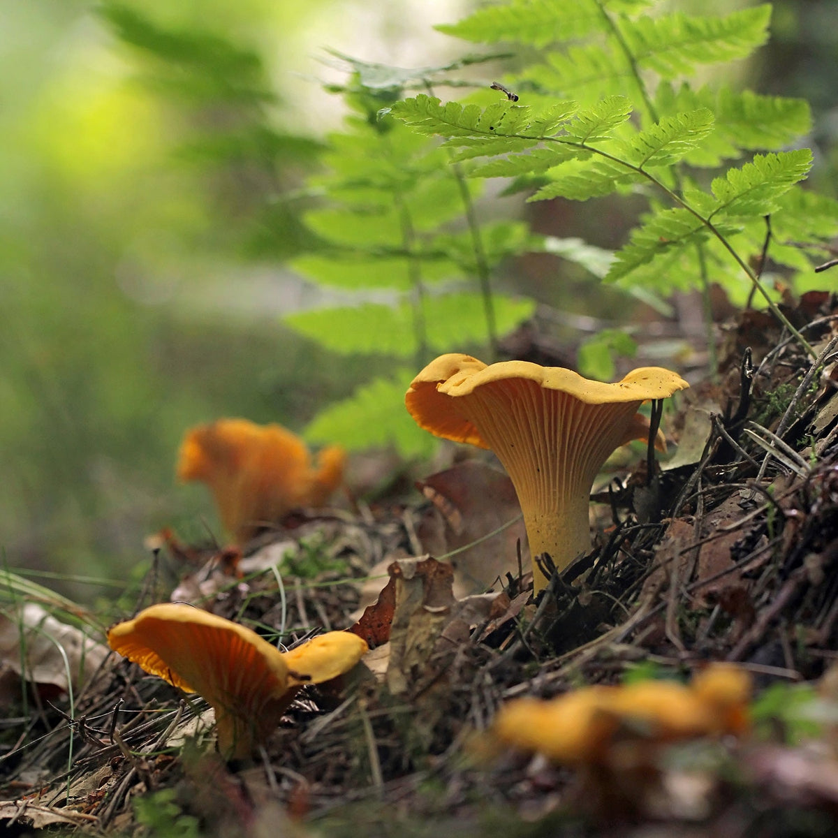 Chanterelle