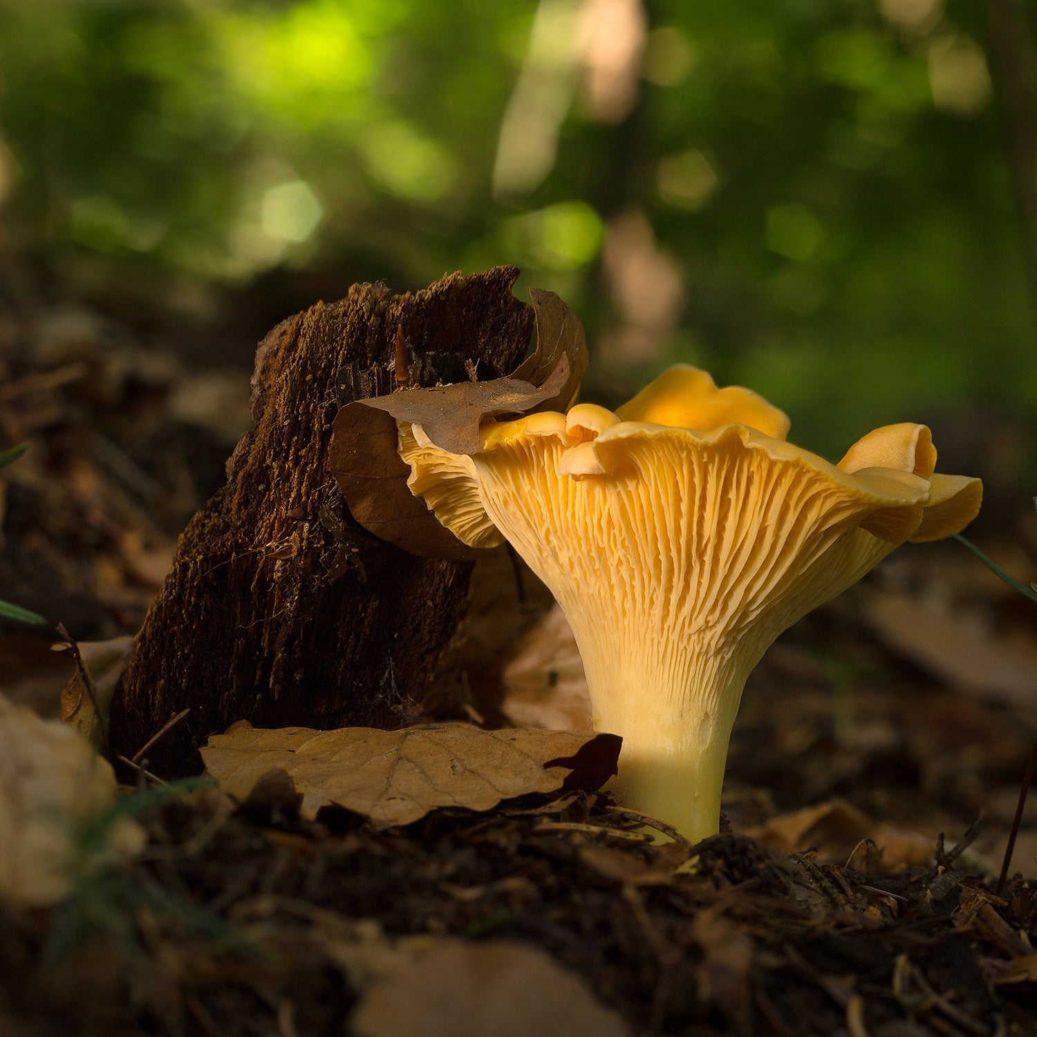 Chanterelle
