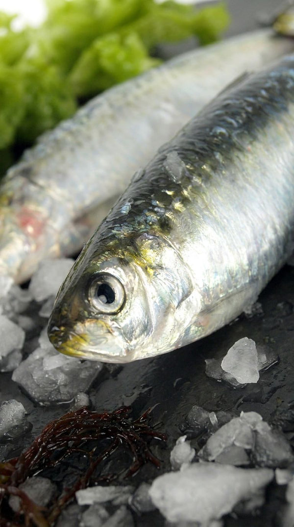 Sardinas
