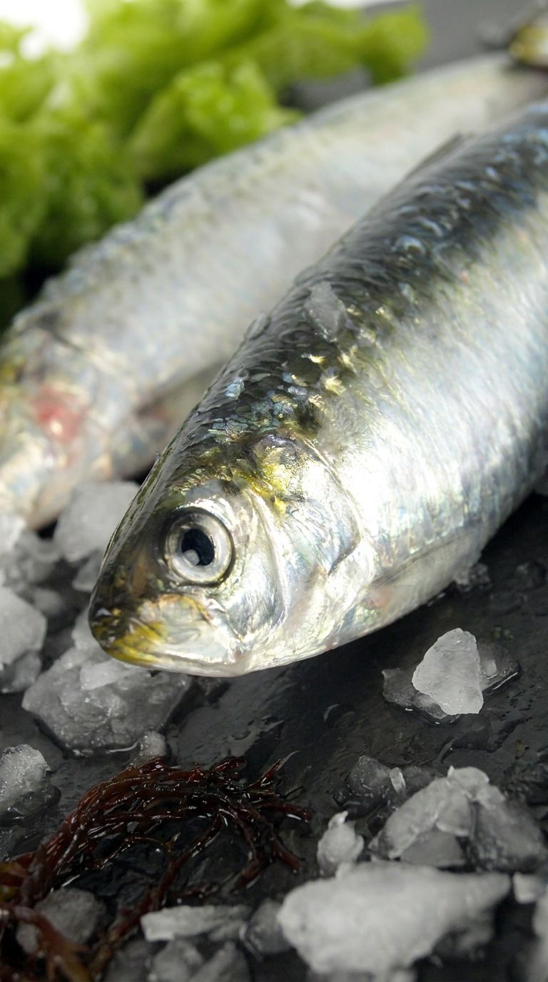 Sardines