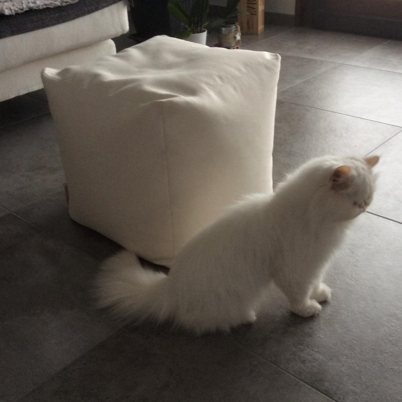 SOFT CUBE 42, Pouf Sacco in Cotone Sfoderabile 42x42 h42