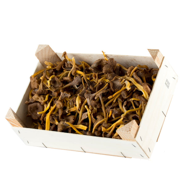 Gula de monte Tubaeformis