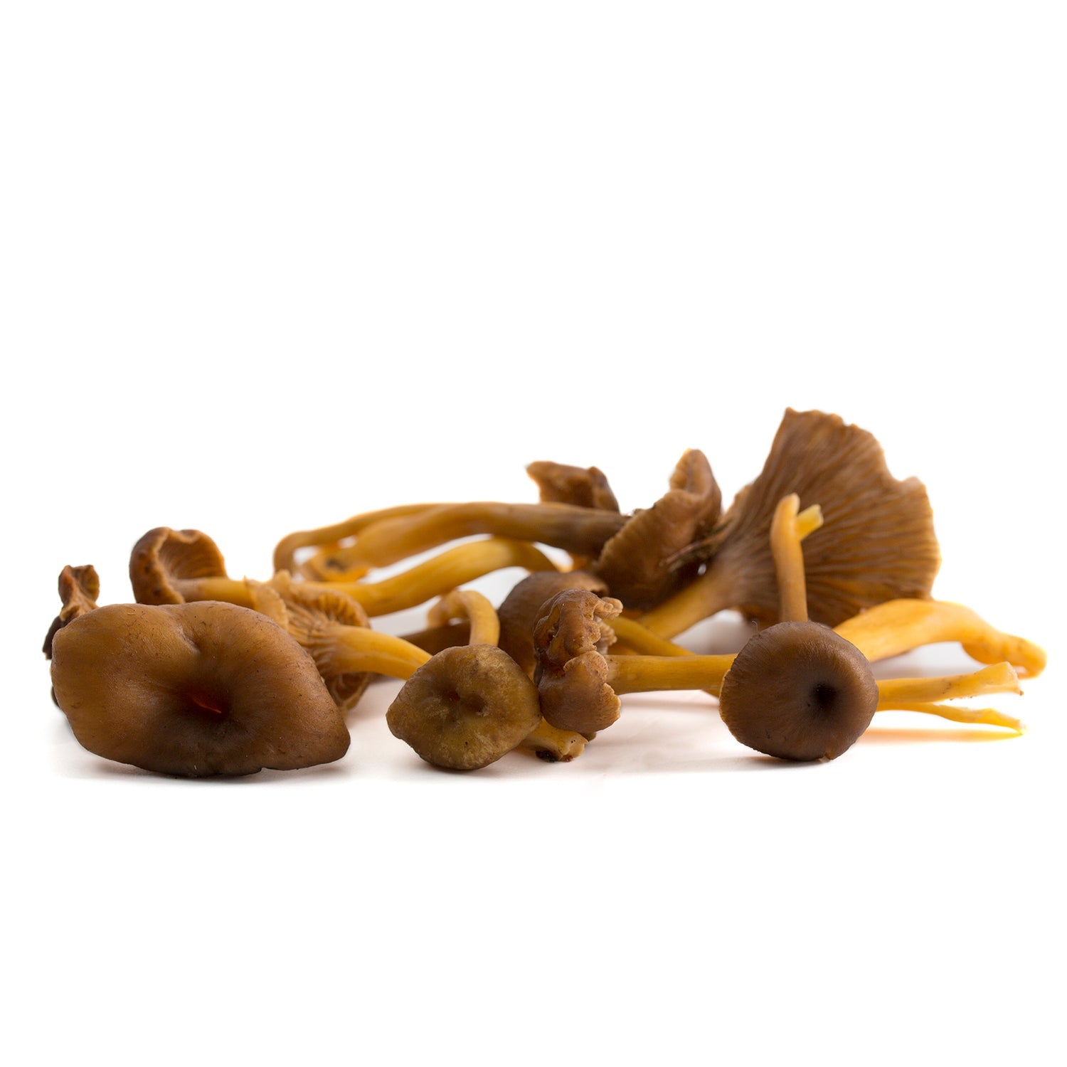 Gula de monte Tubaeformis
